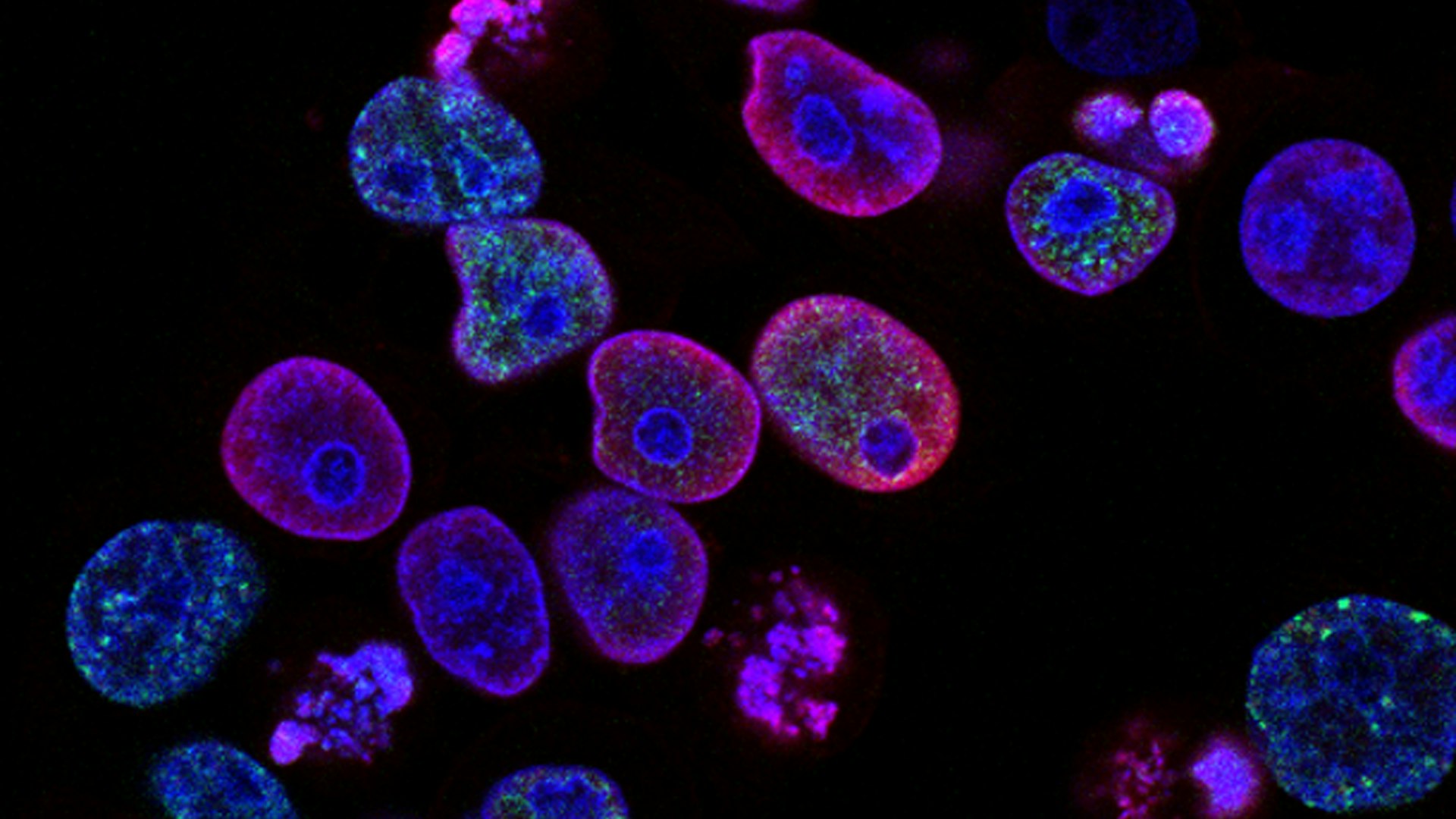 Abstract fluorescent cell microscopy